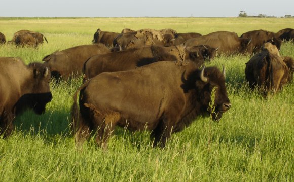 At one time thousands of bison