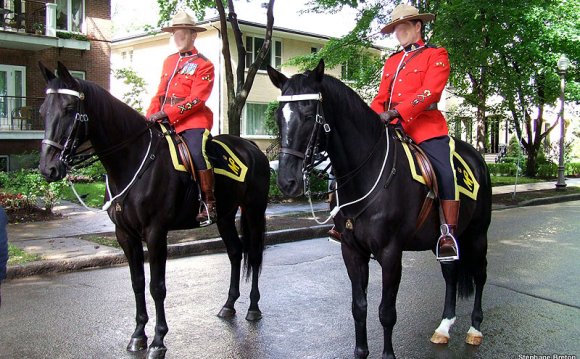 Horses / Chevaux (2)