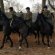 Household Cavalry Blues and Royals