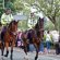 Lancashire Mounted Police