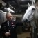 Metropolitan Police horses