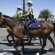 Mounted Police horses