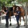 Mounted Police officers