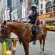 New York Mounted Police