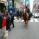 NYPD Mounted