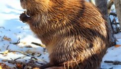 Halloween Costumes BEAVER