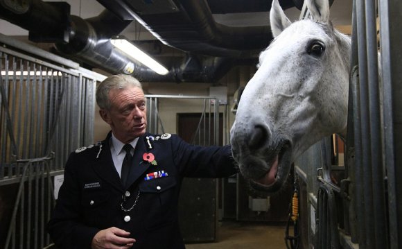Metropolitan Police horses