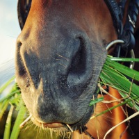 Photo of a horse