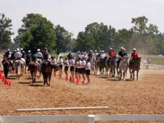 Police Horse Training