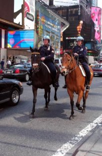 The NYPD maintains about 50 horses, and they travel all over, including busy areas like Times Square.