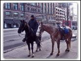 Cleveland Mounted Police