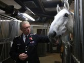 Metropolitan Police horses