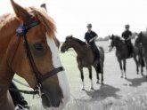 Mounted Police groom jobs