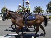 Mounted Police horses