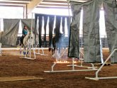 Mounted Police horses training