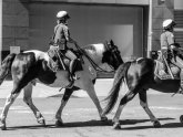 Mounted Police NYC