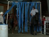 Training Police horses