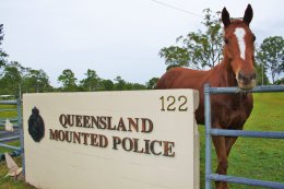 Troop horse Index of the Mounted Police