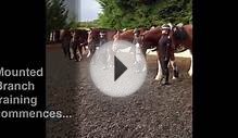 Behind-the-scenes with the Police Scotland Mounted Branch