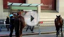 NYC Mounted Police