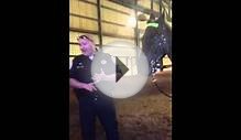 Police Horse