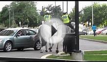 Toronto Horse Mounted Police