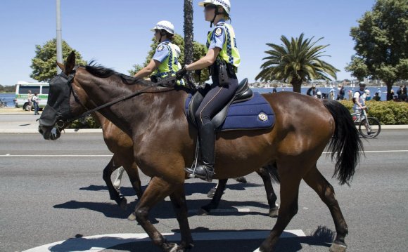 Mounted Police horses